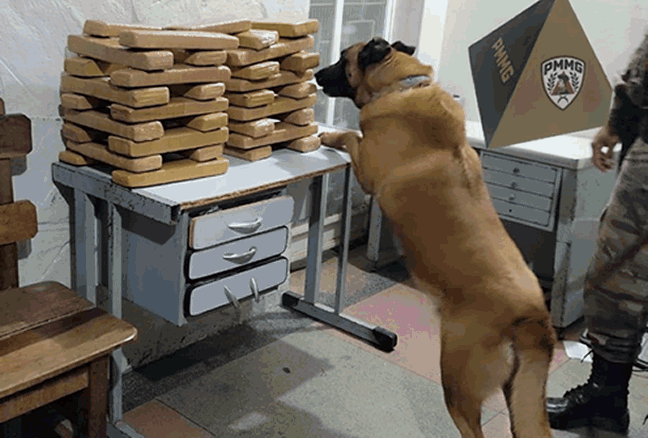 Fotos: Polícia Militar Fotos: Polícia Militar